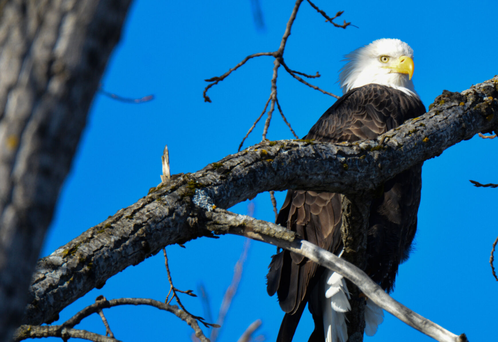 An eye for wildlife